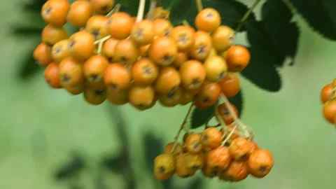 Rowan attracts not only with its appearance, but also with useful properties. Stock Footage 136105134