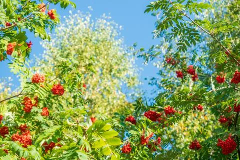 Rowan on the background of a blue sky Stock Photos