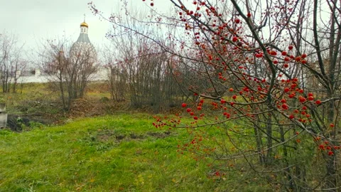 Rowan on the background of the church Video stock 218639697