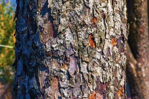 Rowan bark close-up. The texture of the trunk of Sorbus torminalis L. Backgro Stock Photos