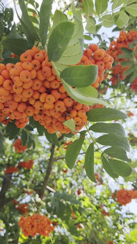Rowan berries and branches gently sway in light breeze in sunlight day. Autumn n Stock Footage 342217547