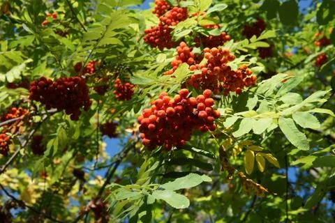 Rowan berries in the beginning of October Stock Photos