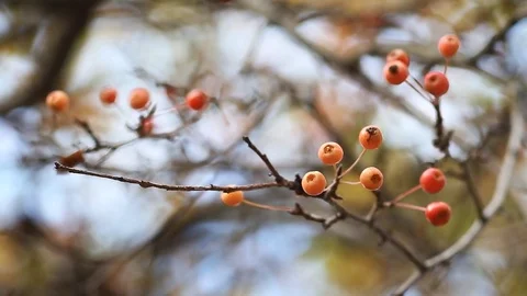 Rowan berries on a blue sky background in an autumn park. Video stock 75379306