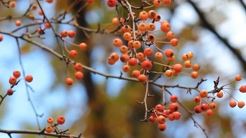 Rowan berries on a blue sky background in an autumn park. Stock Footage 75379459