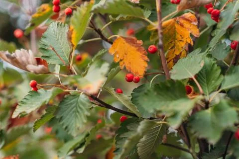 Rowan berries on the branch in the forest Stock Photos