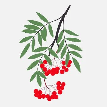 Rowan berries branch Stock Illustration