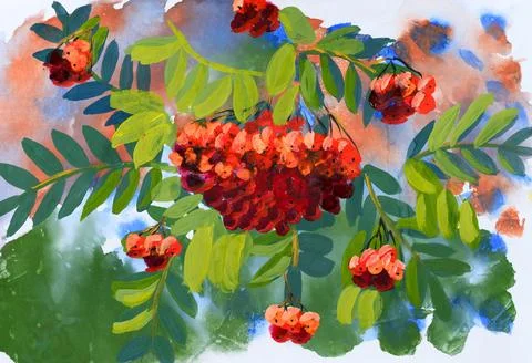 Rowan berries on branches. Hand drawn image. Stock Illustration
