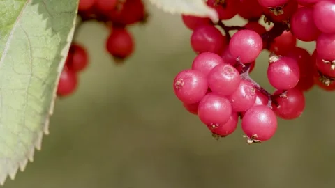 Rowan berries close-up macro shot Stock Footage 245943870
