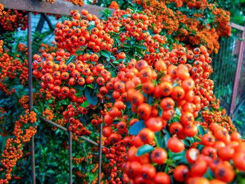 Rowan berries close-up. Stock Photos
