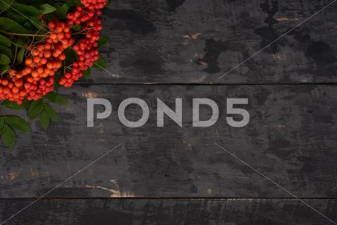 Rowan berries in the corner of wooden table background Stock Photos