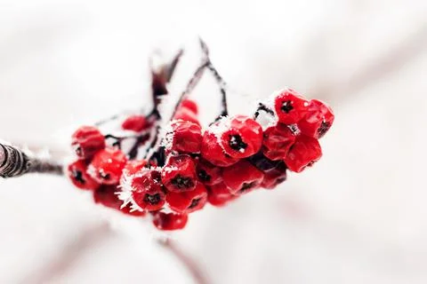 Rowan berries covered with a thin layer of frost. Foto stock