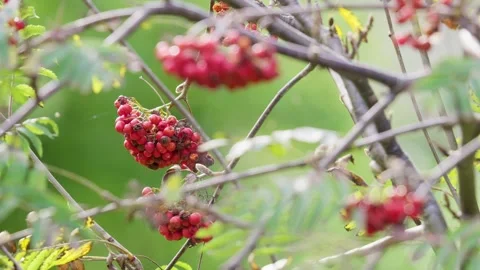 Rowan berries. The elegant Rowan, a witch's bane and future diviner with a .. 库存影片 251007199