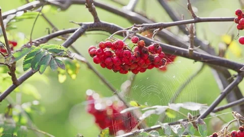 Rowan berries. The elegant Rowan, a witch's bane and future diviner with a .. Stock Footage 251007869