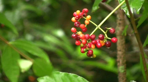 Rowan berries Stock Footage 506003