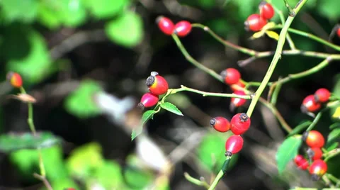 Rowan berries Stock Footage 34344258