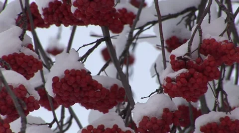 Rowan Berries Stock Footage 47325481