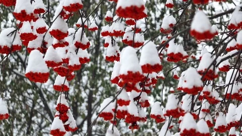 Rowan berries Stock Footage 70047852