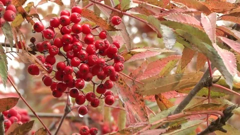 Rowan berries Stock Footage 115323754
