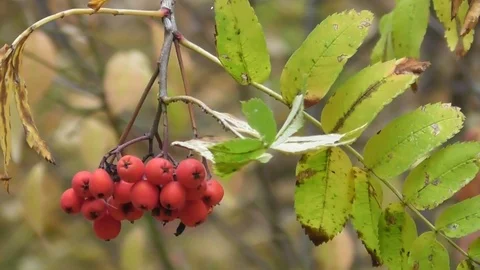 Rowan berries Video stock 118804340