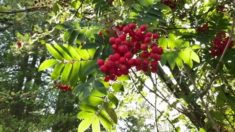 Rowan berries in the grove. Stock Footage 137285679