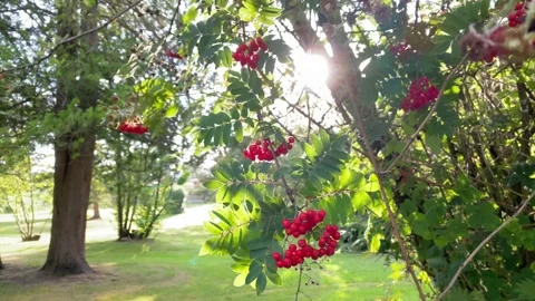 Rowan berries in the grove. Stock Footage 137285686