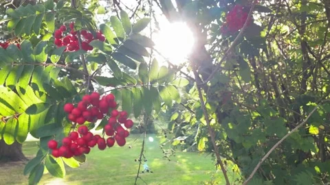 Rowan berries in the grove. Stock Footage 137285688