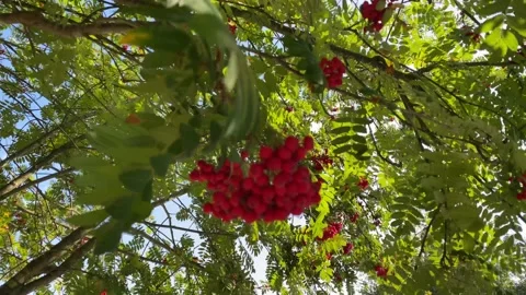 Rowan berries in the grove. Stock Footage 137285701
