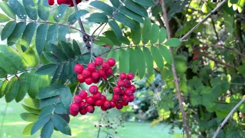 Rowan berries in the grove. Stock Footage 137286110