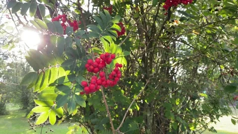 Rowan berries in the grove. Stock Footage 137286213