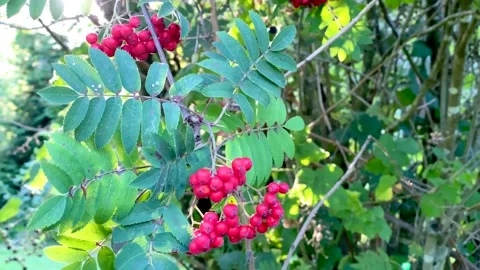 Rowan berries in the grove. Stock Footage 137425807