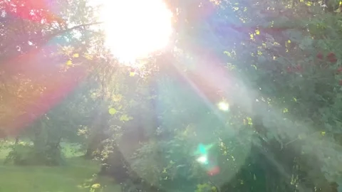 Rowan berries in the grove. Stock Footage 137425844