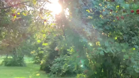 Rowan berries in the grove. Stock Footage 137425851