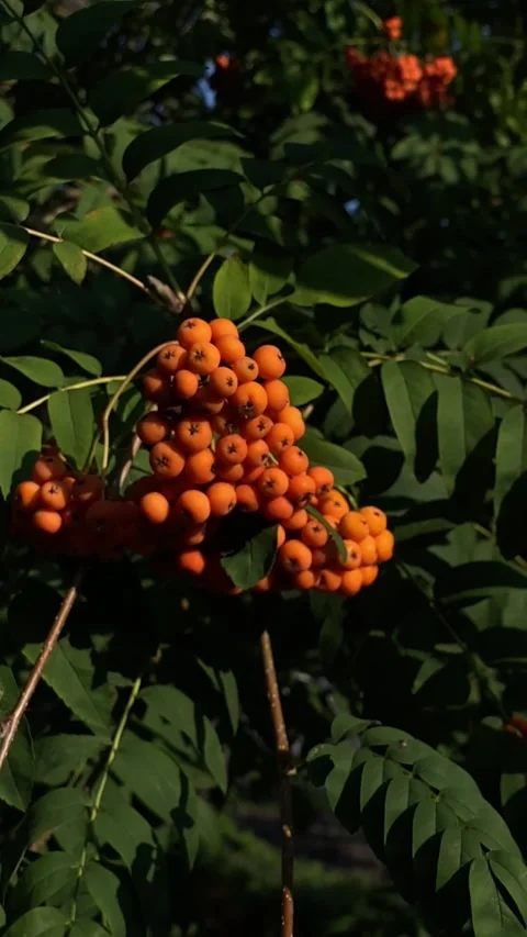 Rowan berries growing on bush Stock Footage 276478204