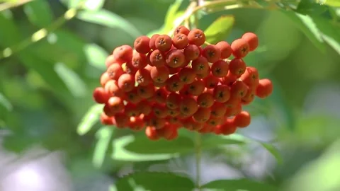 Rowan berries in a large red bunch. Close-up Stock Footage 152819496