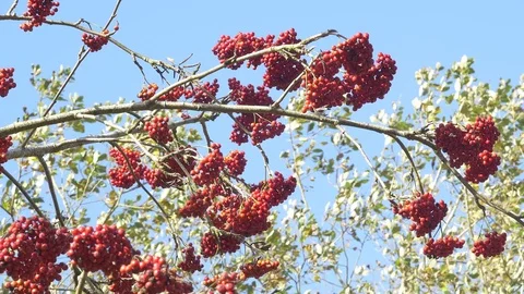 Rowan Berries on Mountain Ash Tree in Autumn Sunshine Stockbeeldmateriaal 70610566