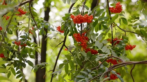 Rowan berries, Mountain ash tree with many rowan berries Stock Footage 166153124