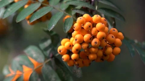 Rowan berries not tree Stock Footage 97996139