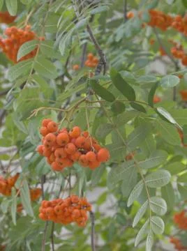 Rowan berries Stock Photos