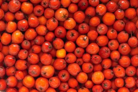 Rowan berries Stock Photos
