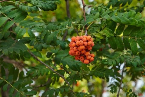 Rowan berries 写真素材