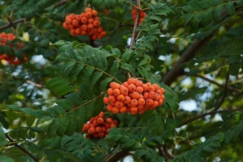 Rowan berries 写真素材
