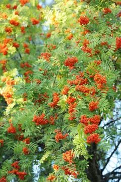 Rowan Berries Foto stock