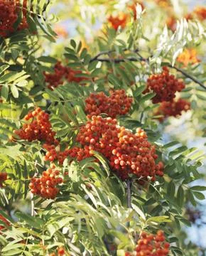 Rowan berries 스톡 사진