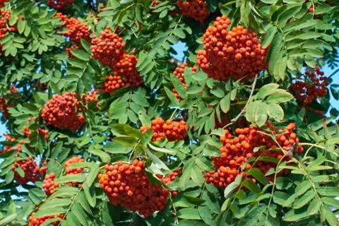Rowan berries Stock Photos