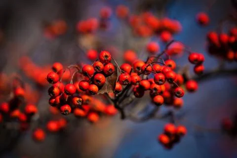Rowan berries Stock Photos