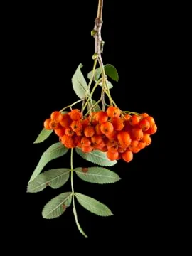 Rowan berries Stock Photos