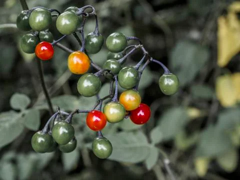 Rowan berries Stock Photos