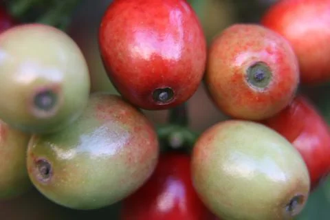 Rowan berries Foto stock
