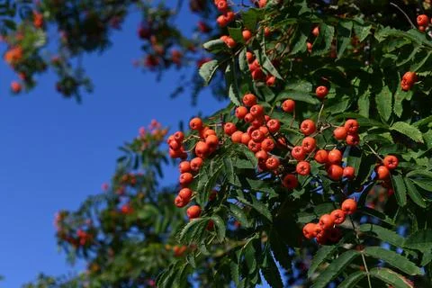 Rowan berries Foto stock