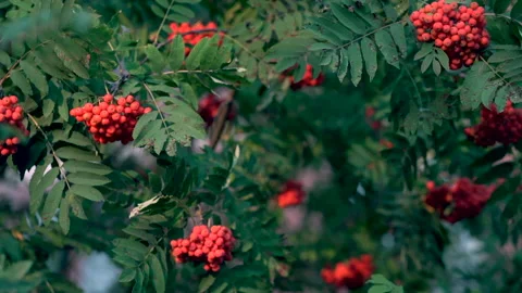 Rowan berries on rowan tree. Sorbus aucuparia.The tree is sick Stock Footage 159147383